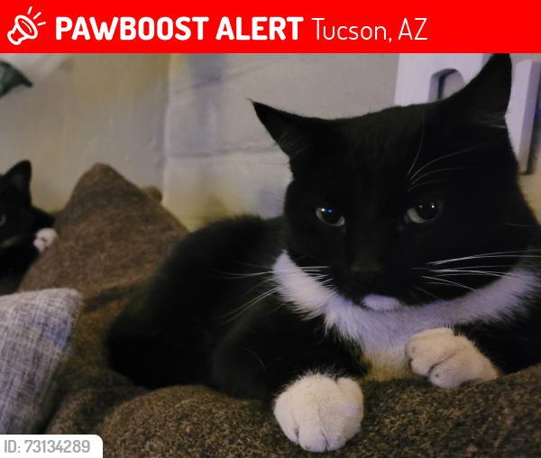Lost Female Cat last seen Escalante and Jessica, Tucson, AZ 85730