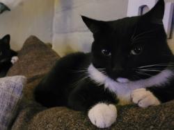 Lost Female Cat last seen Escalante and Jessica, Tucson, AZ 85730
