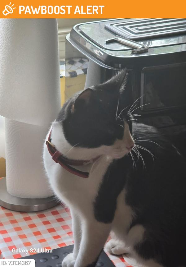 Found/Stray Male Cat last seen Dunsmure Road, Greater London, England 