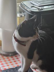 Found/Stray Male Cat last seen Dunsmure Road, Greater London, England 