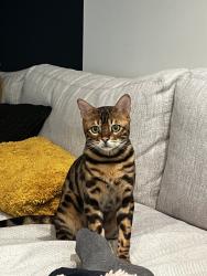 Reunited Male Cat last seen Near Roseland Ave, Essex Fells, NJ 07021, USA, Essex Fells, NJ 07021
