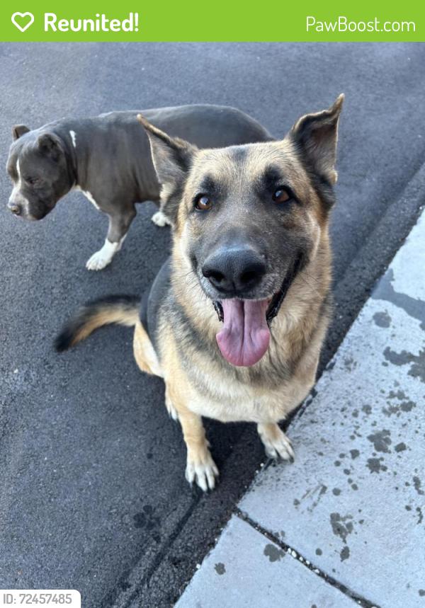 Reunited Male Dog last seen Cozine Elementary, North Las Vegas, NV 89031