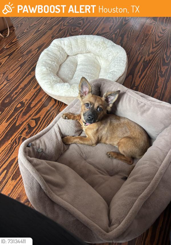 Found/Stray Female Dog last seen E 10th and Beverly, Houston, TX 77008