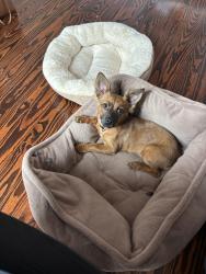Found/Stray Female Dog last seen E 10th and Beverly, Houston, TX 77008