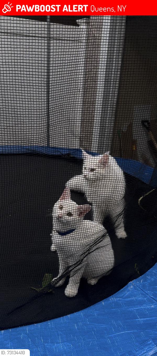 Lost Male Cat last seen 200th st, Queens, NY 11412