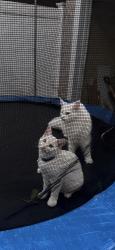 Lost Male Cat last seen 200th st, Queens, NY 11412