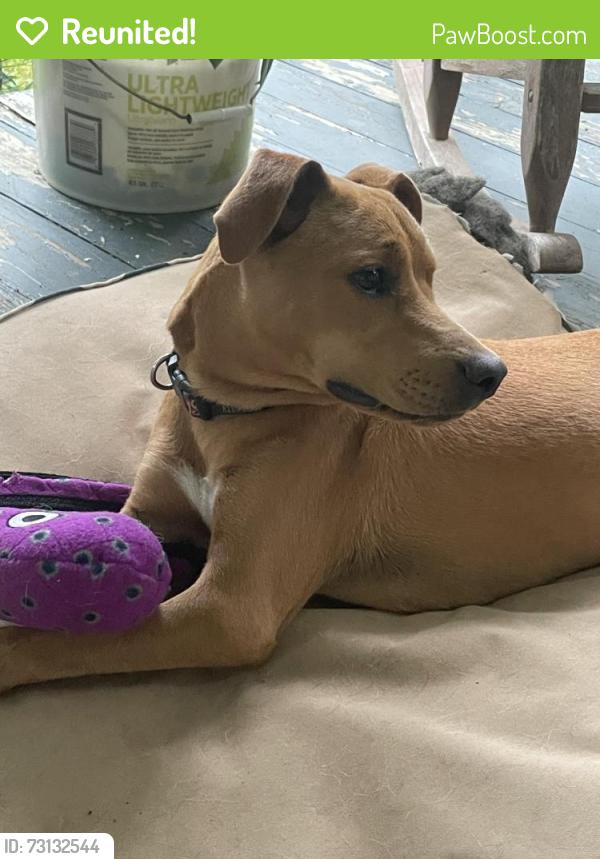 Reunited Male Dog last seen Salola and Sand Hill, Asheville, NC 28806