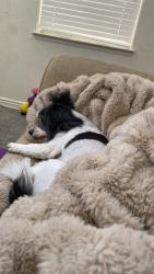 Reunited Male Dog last seen Millhopper Avenue and Hunt Club St., Las Vegas, NV 89128