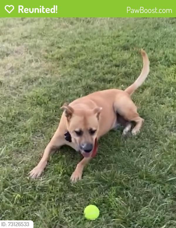 Reunited Male Dog last seen Highway 70 & Brightwood Church Rd, Guilford County, NC 27249