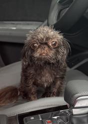 Reunited Unknown Dog last seen Mattix Ave and Sea Ranch Dr, Hudson, FL 34667