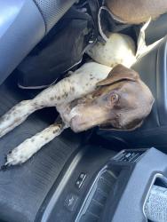 Found/Stray Male Dog last seen Lake Rancho Viejo, San Diego County, CA 92082