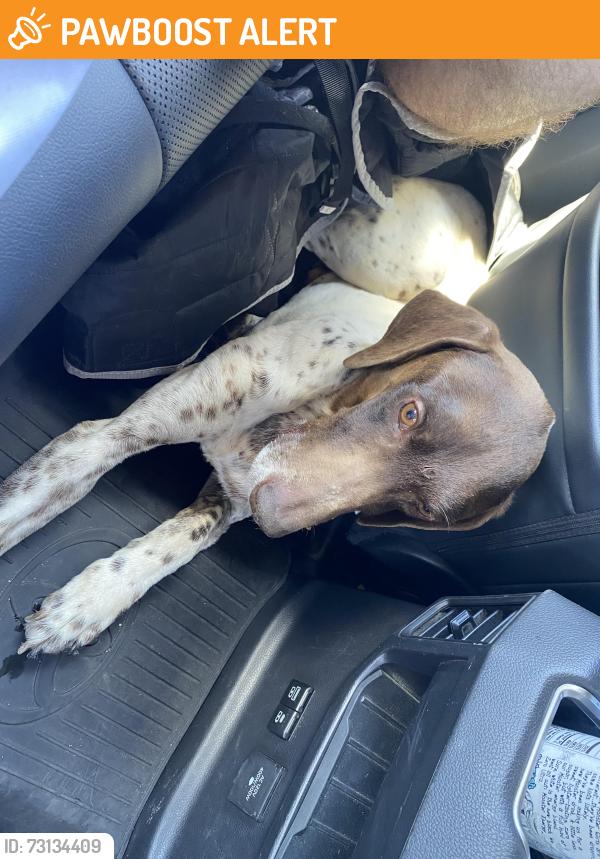 Found/Stray Male Dog last seen Lake Rancho Viejo, San Diego County, CA 92082