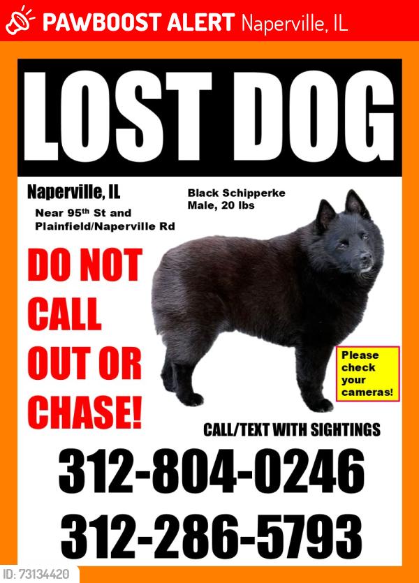 Lost Male Dog last seen 95th and Plainfield Naperville road, Naperville, IL 60564