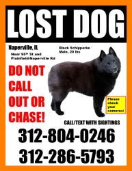 Lost Male Dog last seen 95th and Plainfield Naperville road, Naperville, IL 60564