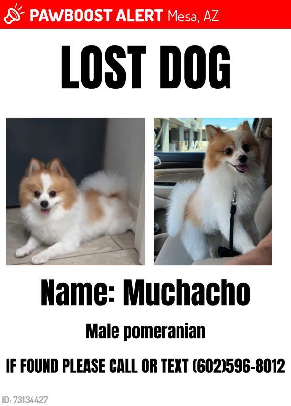 Lost Male Dog last seen Stapley & Broadway, Mesa, AZ 85204