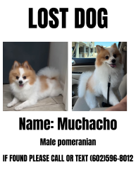 Lost Male Dog last seen Stapley & Broadway, Mesa, AZ 85204