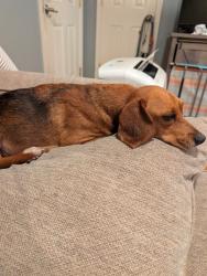 Found/Stray Female Dog last seen Blackwater River, Milton, FL 32570