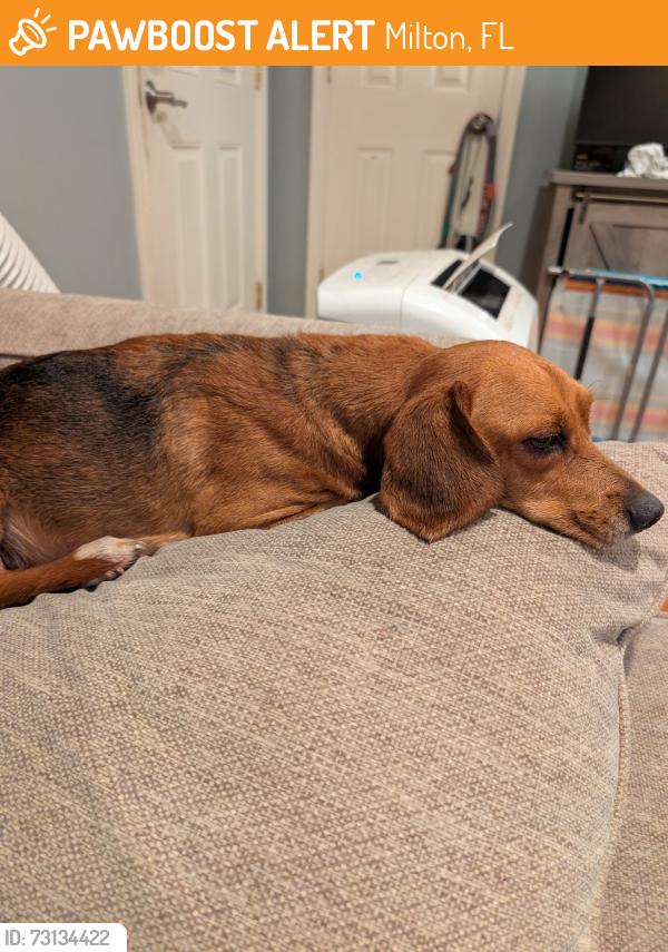 Found/Stray Female Dog last seen Blackwater River, Milton, FL 32570