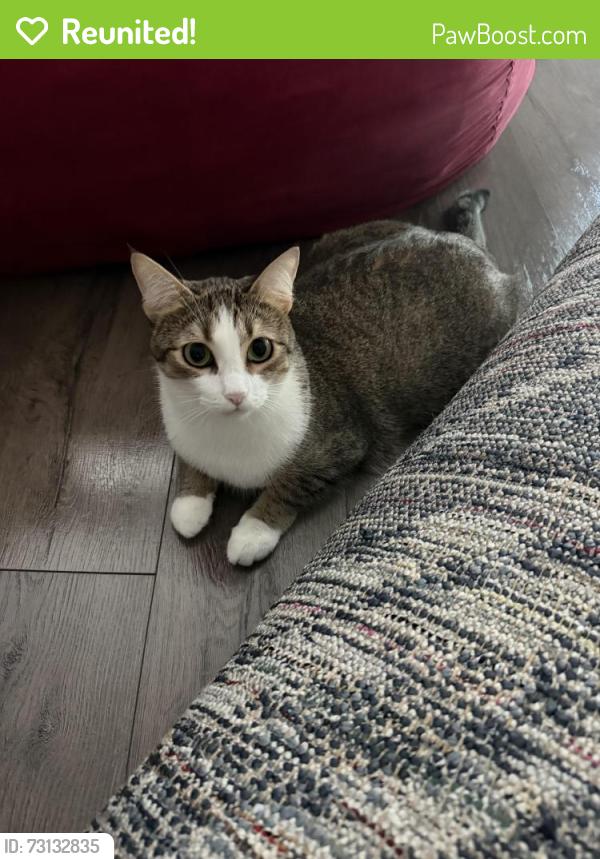 Reunited Female Cat last seen Near Quail Cove Court, Windermere, FL 34786