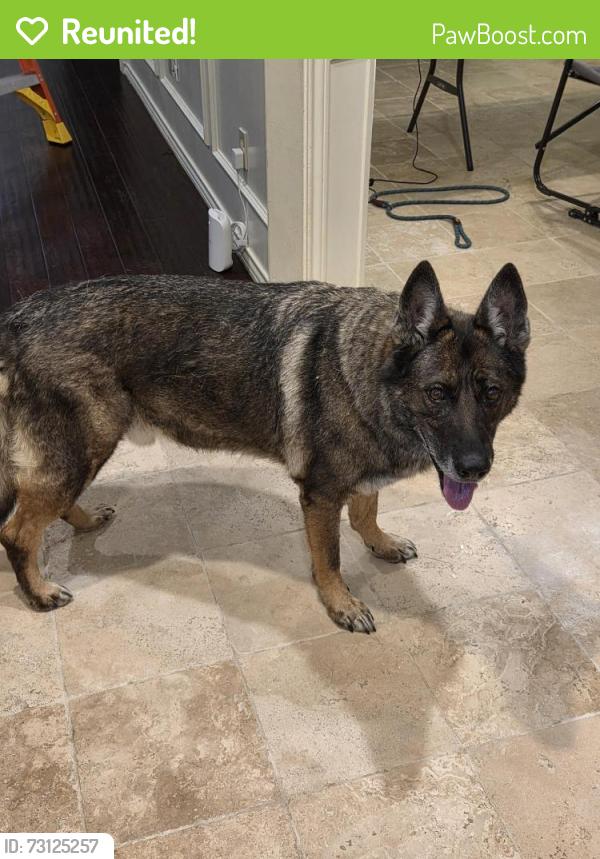Reunited Male Dog last seen Custer and 15th ST, Plano, TX 75075