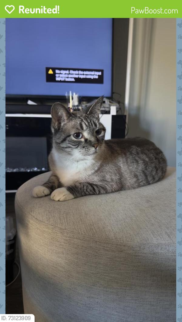 Reunited Female Cat last seen Neosho and Skywalker, Las Vegas, NV 89120