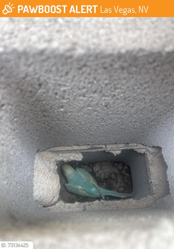 Found/Stray Unknown Bird last seen The club at sunrise golf course, Las Vegas, NV 89142