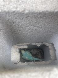 Found/Stray Unknown Bird last seen The club at sunrise golf course, Las Vegas, NV 89142