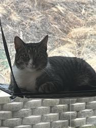 Reunited Male Cat last seen Eagle Ridge Drive, North Salt Lake, UT 84054