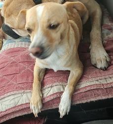 Reunited Male Dog last seen Del paso blvd, Sacramento, CA 95815