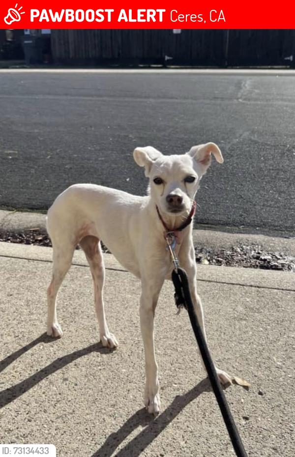 Lost Female Dog last seen Rose ave, Ceres, CA 95307