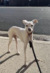 Lost Female Dog last seen Rose ave, Ceres, CA 95307