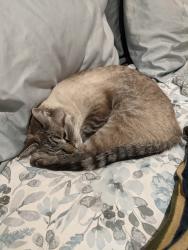 Lost Male Cat last seen Porter Rockwell Bluffdale, Bluffdale, UT 84065