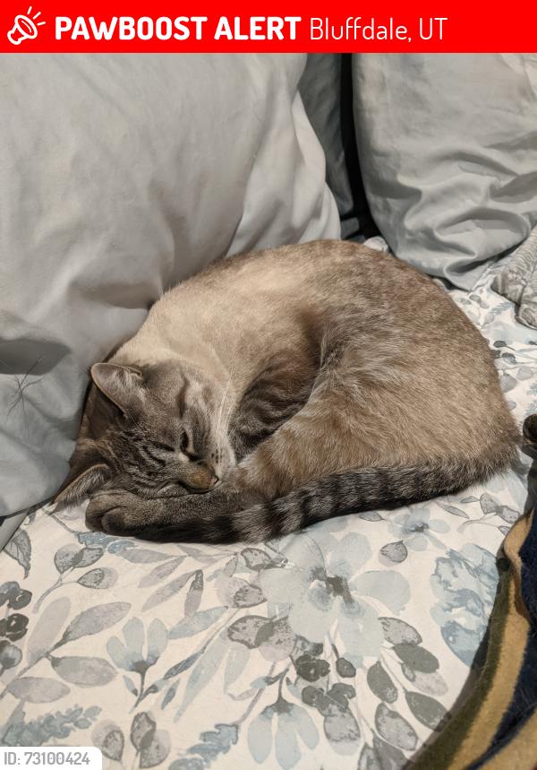 Lost Male Cat last seen Porter Rockwell Bluffdale, Bluffdale, UT 84065