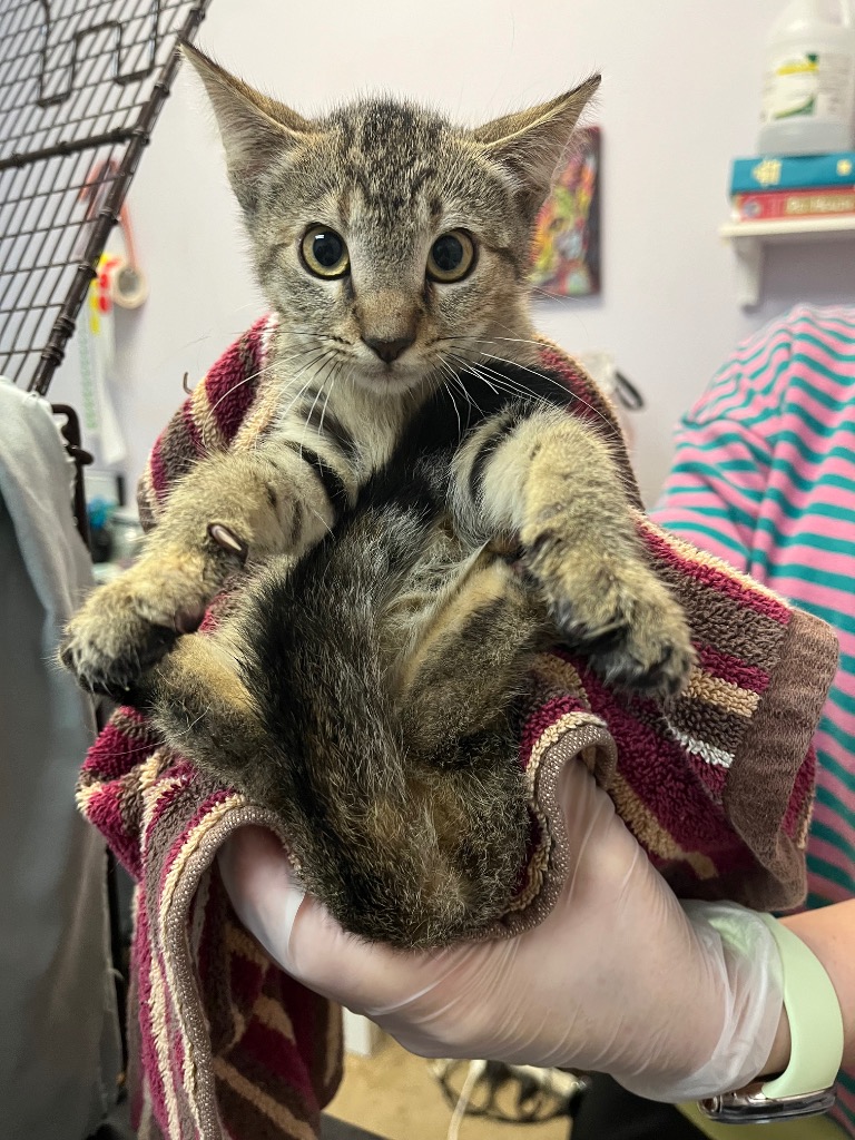 Shelter Stray Female Cat last seen Bexar County, 3353 Morningside Dr, New Braunfels, TX 78132, USA