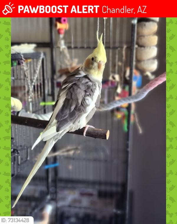 Lost Female Bird last seen Queek Creek Rd and Arizona Ave (chandler, AZ), Chandler, AZ 85248