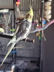 Lost Female Bird last seen Queek Creek Rd and Arizona Ave (chandler, AZ), Chandler, AZ 85248