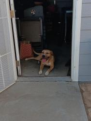 Found/Stray Male Dog last seen California/West, Fresno, CA 93727