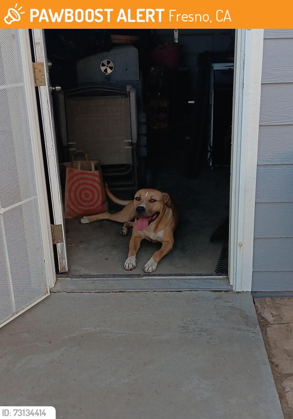 Found/Stray Male Dog last seen California/West, Fresno, CA 93727