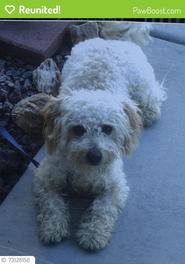 Reunited Male Dog last seen hse blend & French Roast, Henderson, NV 89052