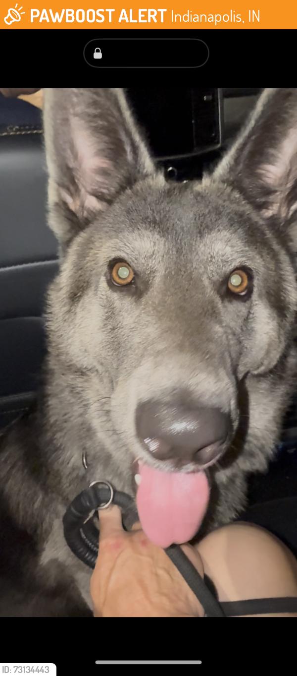 Found/Stray Male Dog last seen Fletcher and Laurel, Indianapolis, IN 46201