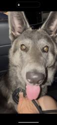 Found/Stray Male Dog last seen Fletcher and Laurel, Indianapolis, IN 46201