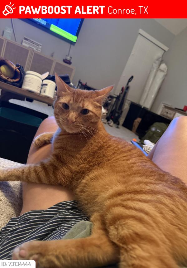 Lost Male Cat last seen Old Montgomery Rd and M.P. Clark Rd, Conroe, TX 77318