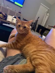 Lost Male Cat last seen Old Montgomery Rd and M.P. Clark Rd, Conroe, TX 77318
