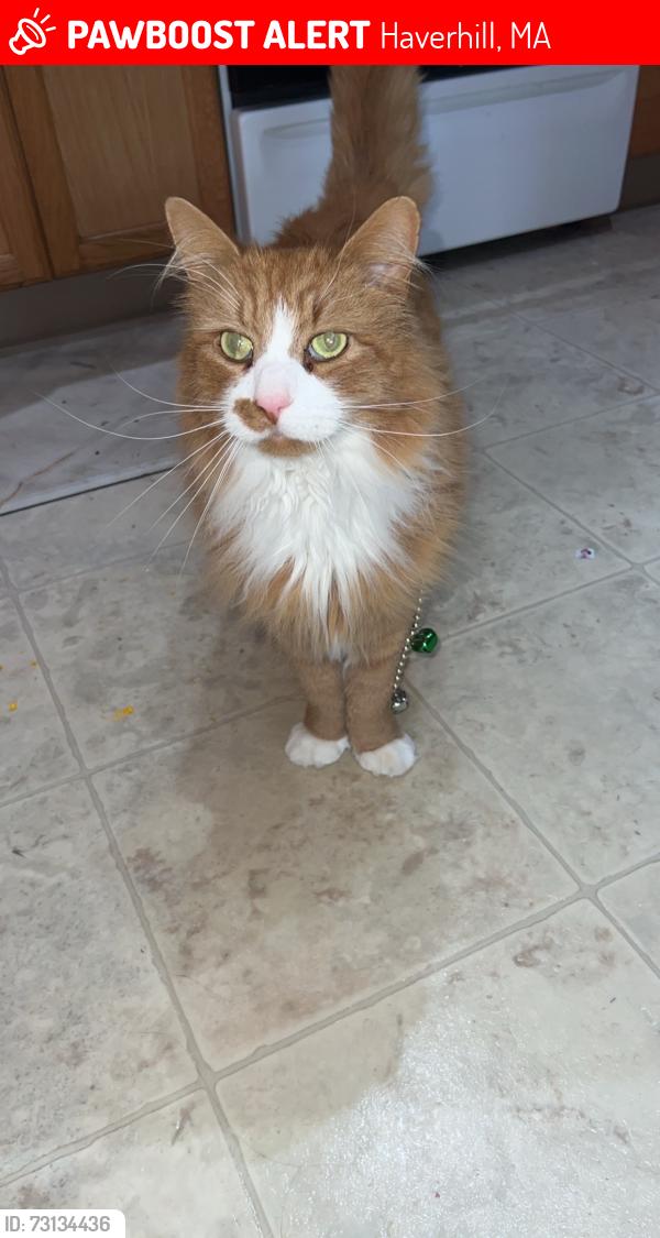 Lost Male Cat last seen John ave, James ave Haverhill MA, Haverhill, MA 01832