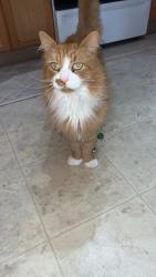 Lost Male Cat last seen John ave, James ave Haverhill MA, Haverhill, MA 01832