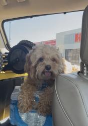 Reunited Male Dog last seen Near Castle Knight Dr, San Antonio, TX 78218, USA, San Antonio, TX 78218
