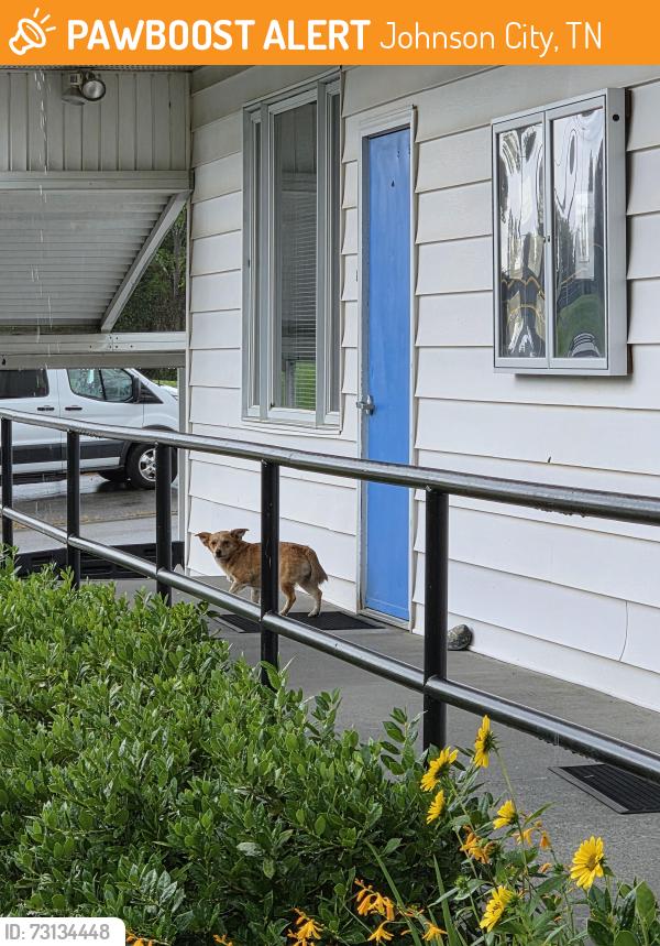 Found/Stray Unknown Dog last seen Jeremiah School, Johnson City, TN 37604