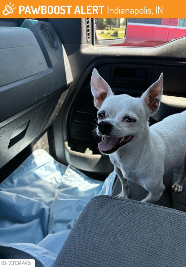 Found/Stray Male Dog last seen South Rural St and East Sumner Ave, Indianapolis, IN 46227
