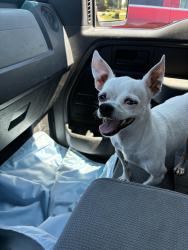 Found/Stray Male Dog last seen South Rural St and East Sumner Ave, Indianapolis, IN 46227