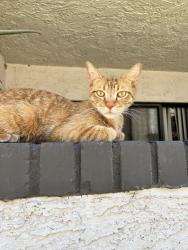 Lost Male Cat last seen Near E Inverness Ave, Mesa, AZ 85204